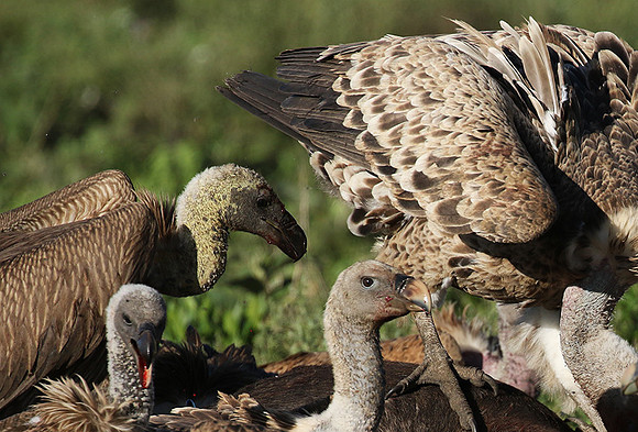 White-backed vulture