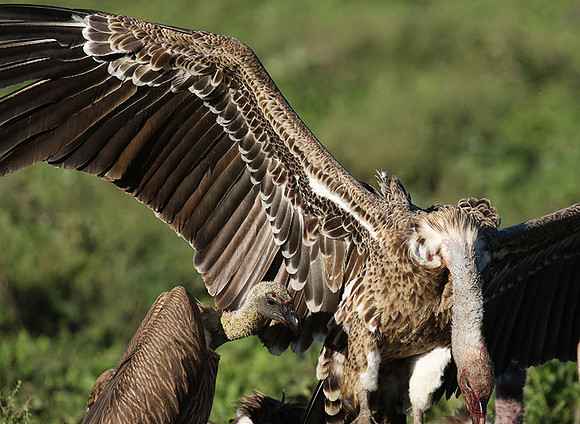 White-backed vulture