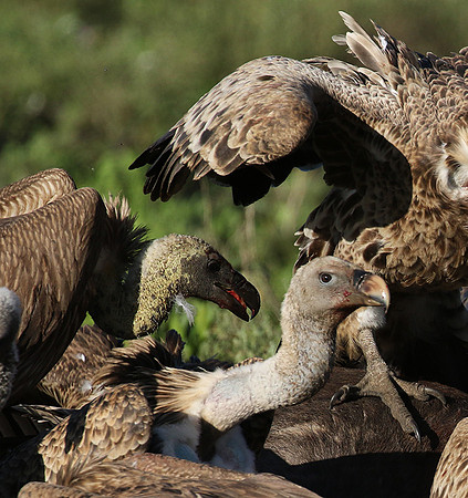 White-backed vulture