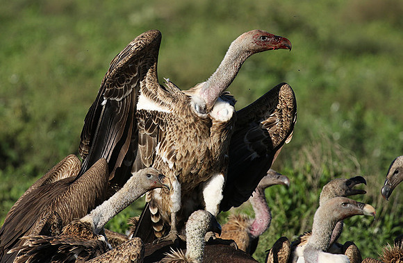 White-backed vulture