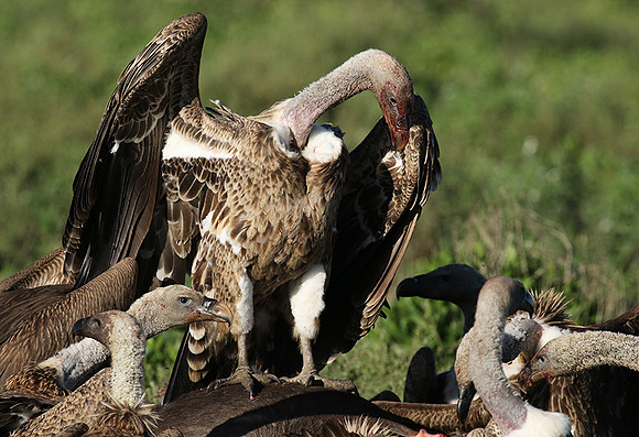 White-backed vulture