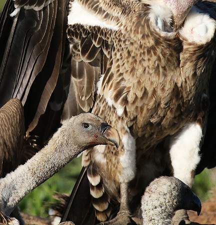 White-backed vulture
