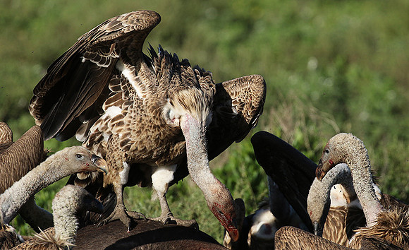 White-backed vulture