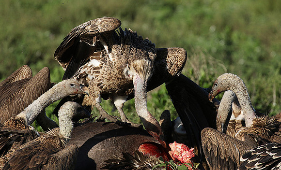 White-backed vulture