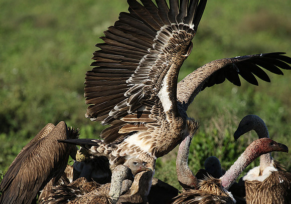 White-backed vulture