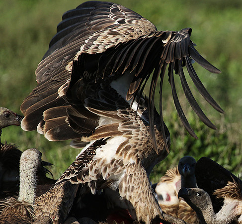 White-backed vulture