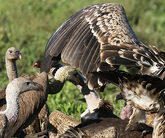 White-backed vulture