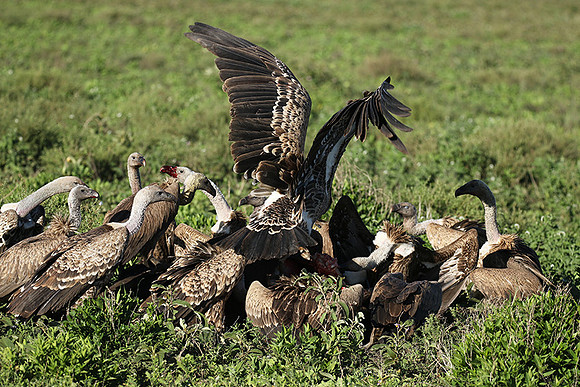 White-backed vulture
