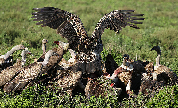 White-backed vulture