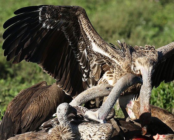 White-backed vulture
