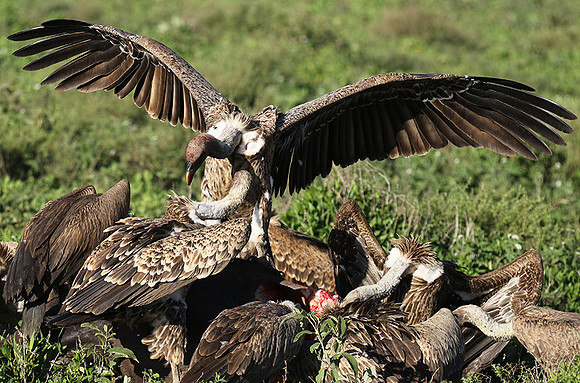 White-backed vulture