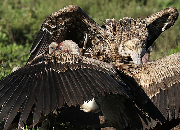 White-backed vulture