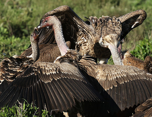 White-backed vulture