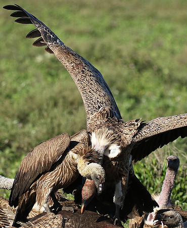 White-backed vulture
