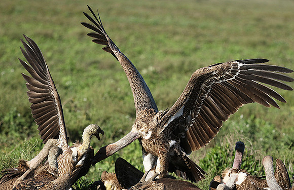 White-backed vulture