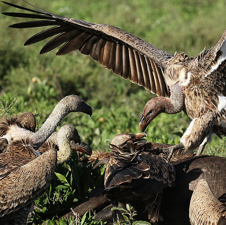 White-backed vulture