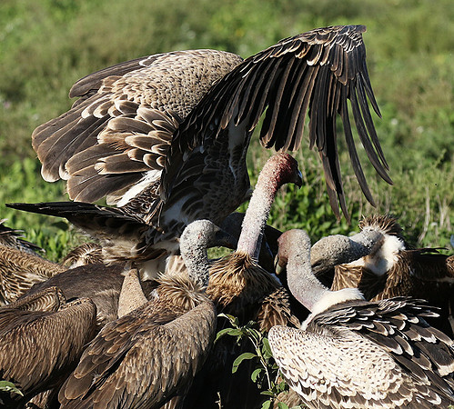 White-backed vulture
