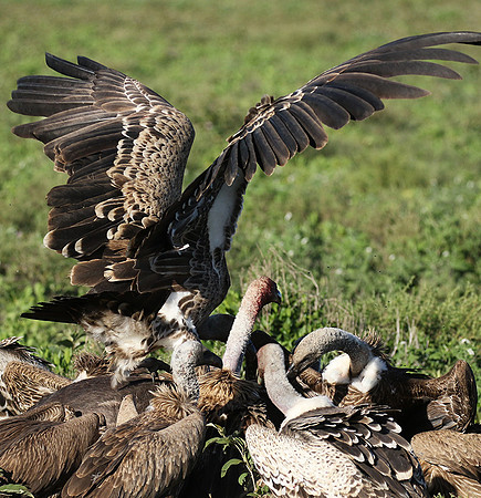 White-backed vulture