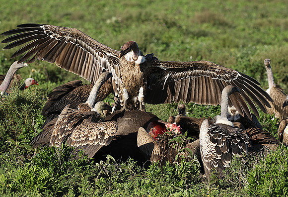 White-backed vulture