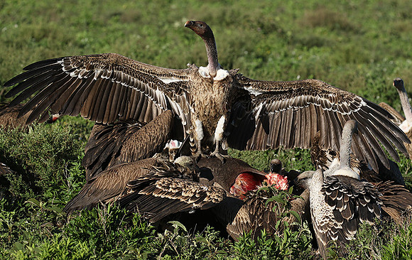 White-backed vulture