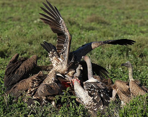 White-backed vulture