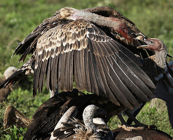 White-backed vulture