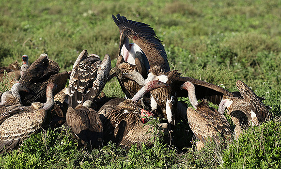 White-backed vulture