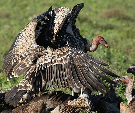 White-backed vulture
