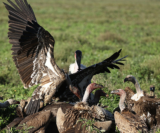 White-backed vulture