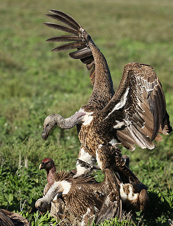 White-backed vulture