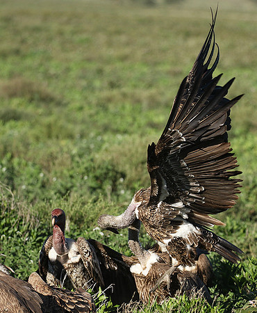 White-backed vulture