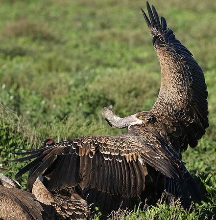 White-backed vulture
