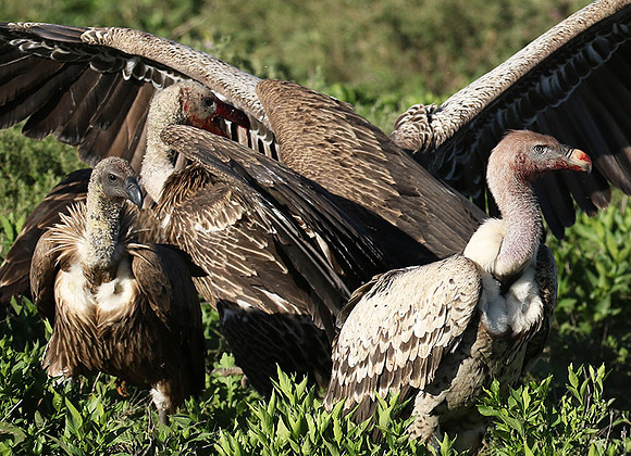 White-backed vulture