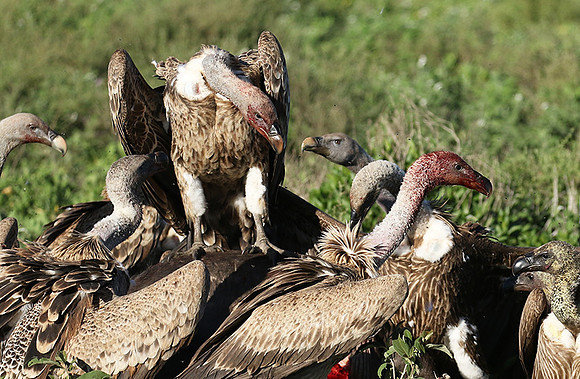 White-backed vulture