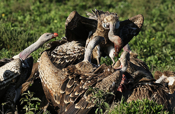 White-backed vulture