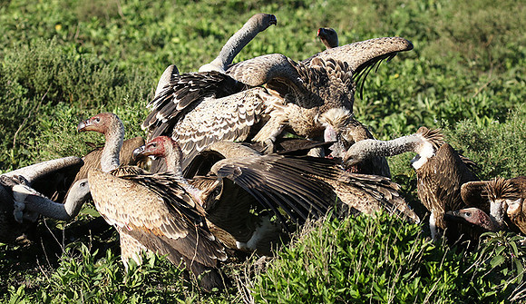 White-backed vulture