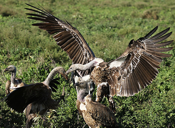 White-backed vulture
