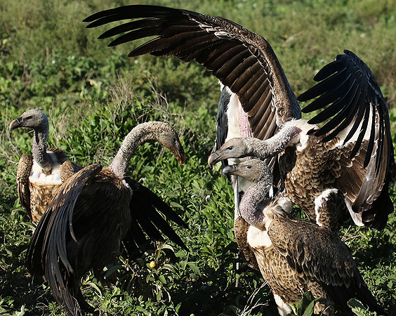 White-backed vulture