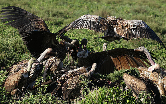 White-backed vulture