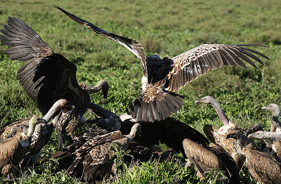 White-backed vulture