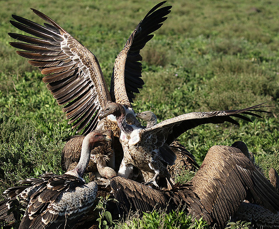 White-backed vulture