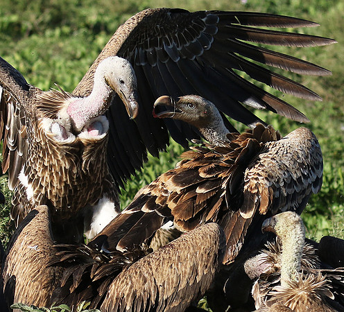 White-backed vulture