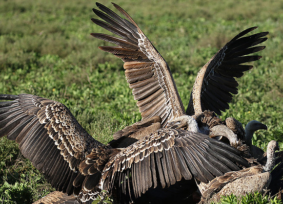 White-backed vulture