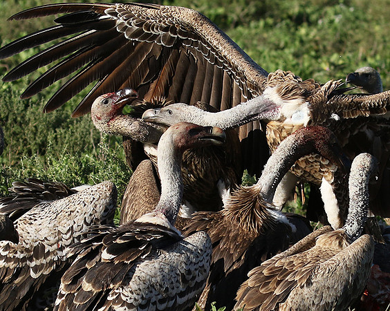 White-backed vulture