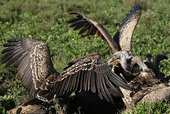 White-backed vulture