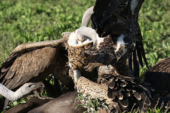 White-backed vulture
