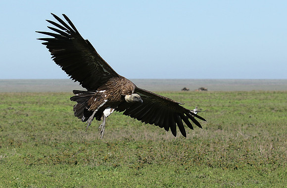 White-backed vulture