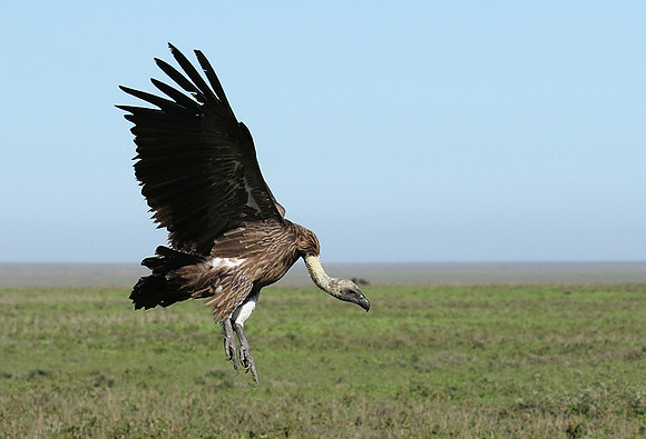 White-backed vulture