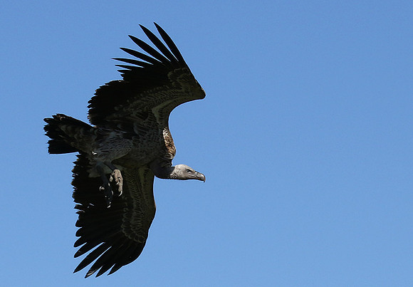 White-backed vulture