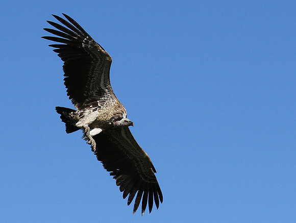 White-backed vulture